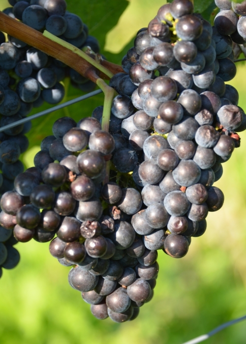 Merlot 9 Gm ANT 6432
